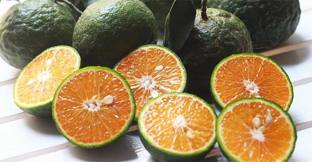 Tủ lạnh Hitachi R-WXC62N Duy trì tốt hàm lượng vitamin C trong cam sau 7 ngày